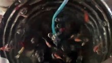 Full Fish