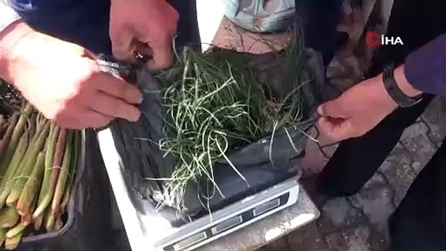 Batman'da kendiliğinden yetişiyor, bulan servete konuyor: Bu otun kilosu 5000 TL!