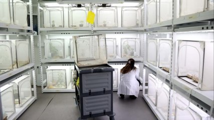 İstilacı türün en büyük düşmanı: 30 ilde doğaya salınacak...