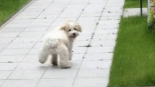 Dog has an adorable wiggle in his step when he goes for walks