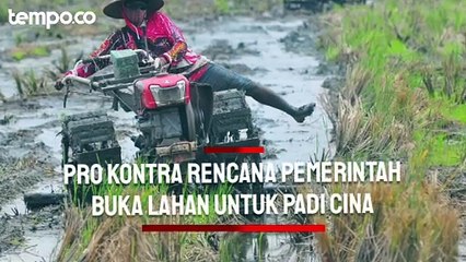 下载视频: Pro Kontra Rencana Pemerintah Buka Lahan Sejuta Hektar di Kalimantan untuk Padi Cina