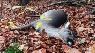 ‘Zombie Deer’ Disease Believed to Have Made Interspecies Jump to Humans After Two Hunters Die