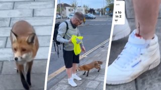Funny moment fox bites man's leg after he claims 