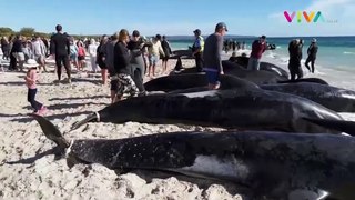 Penampakan Ratusan Paus Raksaksa Terdampar di Australia