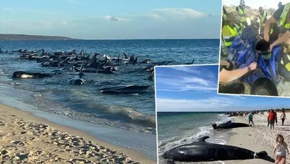 Avustralya'da 28'i ölü onlarca pilot balina kıyıya vurdu