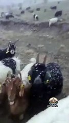 Karla Kaplı Doğada Keçilerle Huzur Dolu Anlar