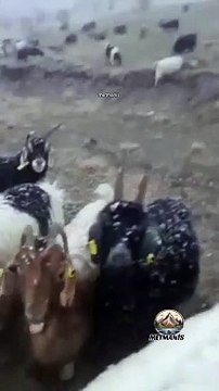 Karla Kaplı Doğada Keçilerle Huzur Dolu Anlar