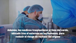 Cirujanos Realizan El Primer Trasplante De Corazón Y Riñón De Cerdo De La Historia