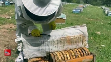 31 Mart’ta seçimi kazanamayan Maçoğlu, arı yetiştiriciliğine başladı