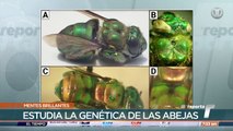 Mentes Brillantes: Yostin Añino, biólogo, estudia la genética de las abejas