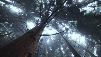 Essential Tree Planting Tips for a Successful Arbor Day 🌱