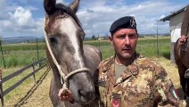 Grosseto, alla fiera agricola del Madonnino anche i cavalli del Centro Militare Veterinario