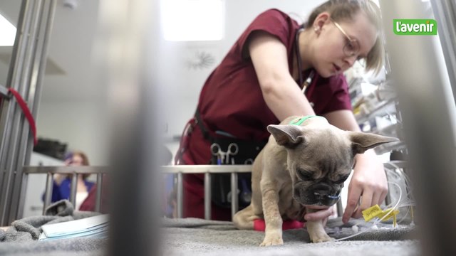 Au coeur de l’unité de soins intensifs de la clinique vétérinaire de Liège