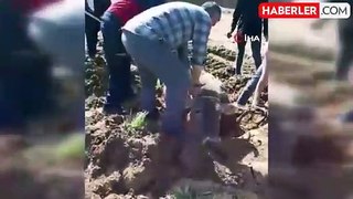 Yüksekova'da bataklığa saplanan ineği itfaiye ekipleri kurtardı