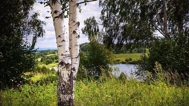 Дворовая песня - Белая берёза