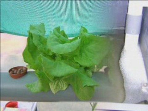 Fraise Hydroponie Ouadfel Djilali a Mostaganem Algerie 2008