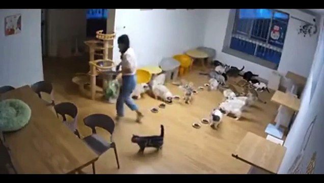 Nourrir des chats bien disciplinés... et tout part en cacahuète