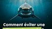 Comment éviter une attaque de requin ? 