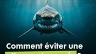 Comment éviter une attaque de requin ? 