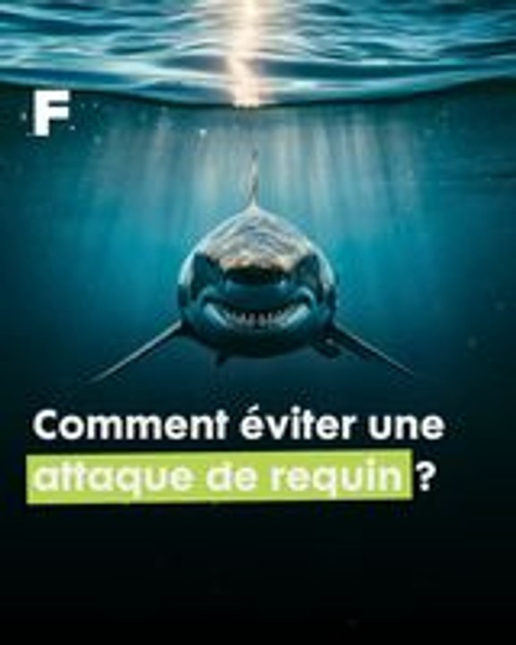 Comment éviter une attaque de requin ? 