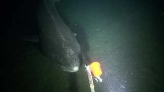 Elusive Greenland Sharks Spotted In The Deep Ocean