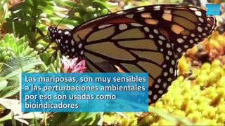 Criar mariposas: un proyecto destinado a protegerlas