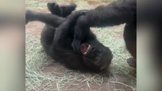 Watch: Baby gorilla enjoys being tickled by his mother at Fort Worth Zoo