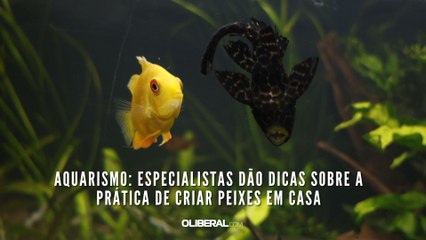 Aquarismo: especialistas dão dicas sobre a prática de criar peixes em casa