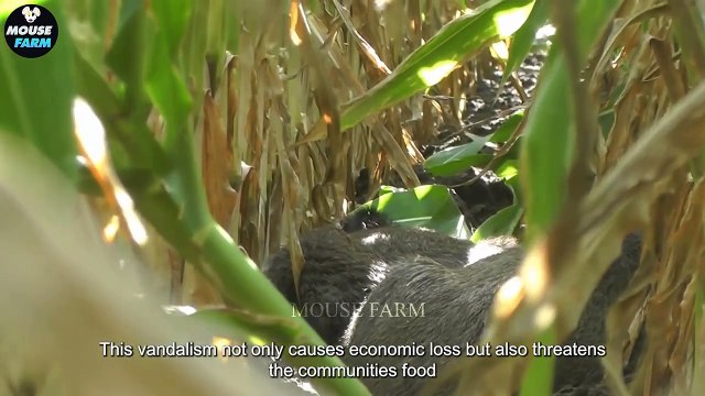 Pourquoi les agriculteurs australiens font face à des millions de sangliers et de kangourous