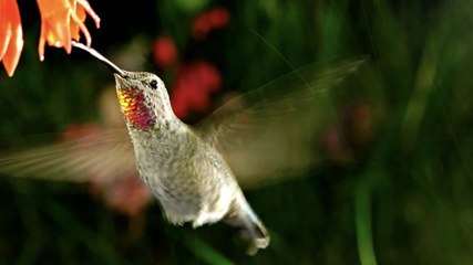 8 Common Types Of Birds In Your Backyard And Their Meanings
