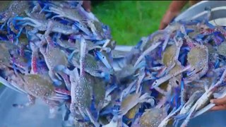 CRABS in HOT OIL | Seafood