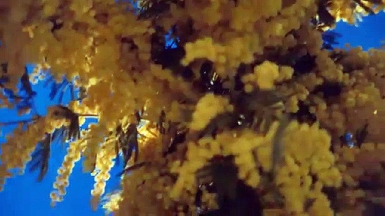 Parra For Cuva - Stellar feat. A Song For You & Beau Diako (Live Real Life Session)