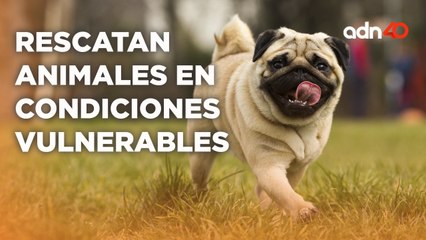 La fundación "La Manada de Morsa" rescata animales en condición vulnerable