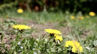 4 Natural Ways to Kill Weeds—and Keep Them From Coming Back
