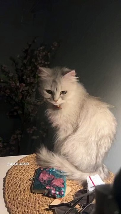 Kitty
