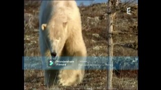 Ours des terres arctiques