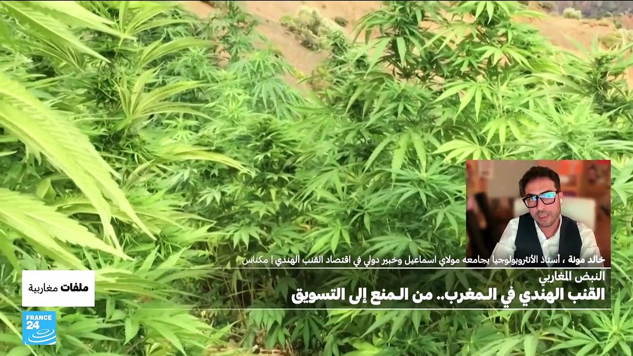 النبض المغاربي: القنب الهندي في المغرب، من المنع إلى التسويق