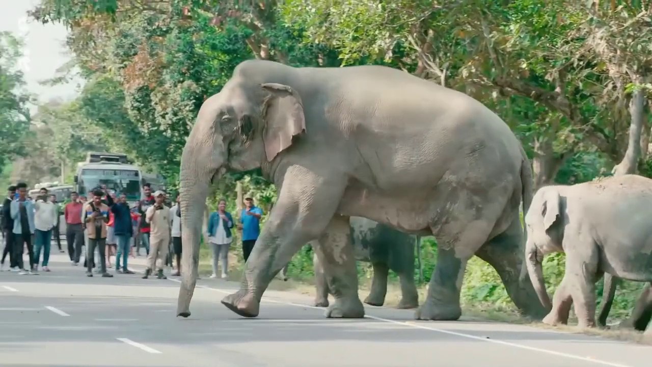 Inde, les éléphants de la discorde