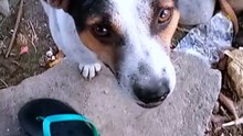 dog_cat