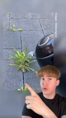 Une méthode simple pour enlever les mauvaises herbes 