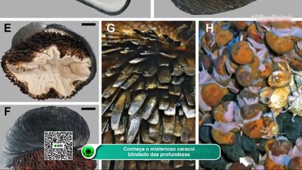 Conheça o misterioso caracol blindado das profundezas