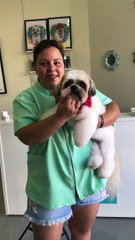 Pet-Shop tosa Shitzu gigante e tamanho do cão impressiona nas redes: "ShihtzuSSAURO"