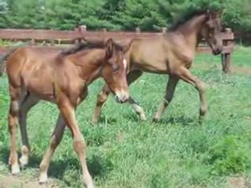 Rolak des Pins