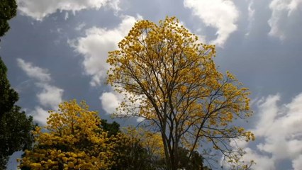 Mundo Verde: Pintemos de amarillo Panamá