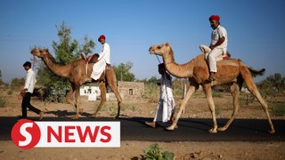 Voters ride camels to polling stations in India's second election phase