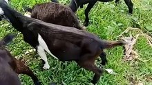 Mga alagang Kambing