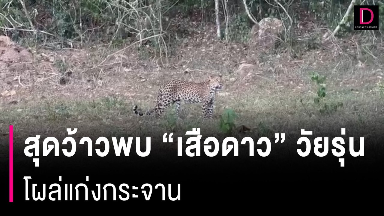 สุดว้าวพบ "เสือดาว" วัยรุ่น โผล่แก่งกระจาน | HOTSHOT เดลินิวส์ 27/04/67