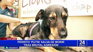Masacran a perrito que acompañaba a su dueño en una cochera de San Luis