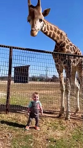 Cute Giraffe Gives Baby Smooches Wow what video