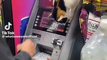Funny Calico Cat on ATM